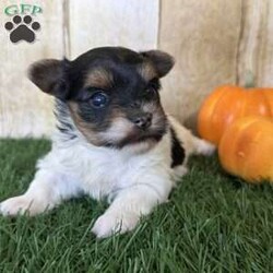 Emily/Biewer Terrier									Puppy/Female	/6 Weeks,Hey There, My name is Emily! I am a very beautiful female Biewer puppy! I was born on October 5th, 2024. I am such a sweet little girl! I’m looking for my new family, could that be with you? If you choose me I will come home to you vet checked with my vaccinations and deworming up to date and I will also be microchipped! If you think that I would be the perfect little addition for your family, then please call or text to find out more information about me!