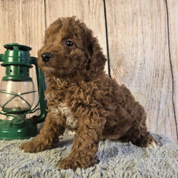 Adopt a dog:Fred/Goldendoodle/Male/8 weeks,Thank you for stopping by to check me out! My name is Fred! You can search the world and not find a sweeter puppy than me. Some may say that I am spoiled, but I think that I am just well loved. I would be more than honored if you choose me to love you fur-ever. I promise that every day we spend together will be special. We can play, cuddle, and laugh at all the silly things we will do. Please call now! I want to start planning all the fun things that best friends do!