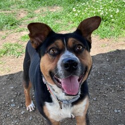 Tiger/Australian Kelpie/Male/2 Years 3 Months,Hi! I'm Tiger! I'm a super lovely kelpie boy who is looking for a home who can spoil me rotten! I'm energetic, playful and allround a goofy gentleman! I'm a high energy dog and I'll need someone who is willing to spend time with me and do lots of fun exercise and games! I would love to have nice quiet walks, sniff around for my food like a little treasure hunt, and snooze in the sun from time to time. I can be a bit exuberant, and will not be suited to young kids who I might knock over! Unfortunately, I have had a bit of a hard go of life and was in a situation where I couldn't always trust the people around me so I will need a family that is able to provide me with a bit of stability and trust. I haven't met many dogs and they can scare me a little bit so I'll will need to be the only pooch in your life, but don't worry, I promise to fill your home with my fun loving personality.  Requirements: Tiger is such a beautiful young man who is very eager to find his new furever home! Come on down to the Hunter shelter and meet him today! Love and tail wags, Tiger!