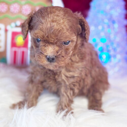 Adopt a dog:Mickey/Poodle/Male/5 weeks,Hey! My name is Mickey and I'm ready for you to pick me up, so that I can brighten up our home! I'm full of life and fun. I can be the best movie, walking, and cuddle buddy that you will ever come across! Both of my parents are exceptional examples of our breed. I will arrive to you healthy and with my vaccinations up to date, before wiping my paws on our welcome mat. Ready for a lifelong best friend? Well, I'm ready for my forever family!