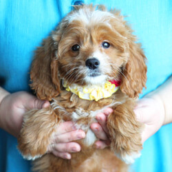 Adopt a dog:Promise/Goldendoodle/Female/12 weeks,You are the one that I have been looking for. Let me introduce myself; my name is Promise and I am pleased to meet my new fur-ever family. I have heard a lot about how kind and loving my new family will be and I just can't wait to get to them. I really hope it's you because you seem to be everything I want. I'm cuddly, and friendly, and I have even been to the vet who says that I am healthy and ready to go! I really hope that you call about me soon because you are everything that I have been dreaming of.