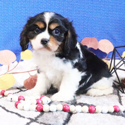 Adopt a dog:Rio/Cavalier King Charles Spaniel/Male/10 weeks,Hi, my name is Rio. I am so excited I love to be around people, and you will enjoy being with me! I’m looking forward to meeting my new forever family. Could that be with you? I sure hope so. I am a gorgeous puppy with a personality to match. I am also up to date on my vaccinations and vet checked from head to tail, so when you see me, I will be as healthy as can be. What are you waiting for? I know I will be the best friend you have dreamed of.