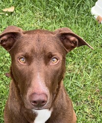 Red/Australian Kelpie/Male/1 Year 2 Months,**Hi there, I’m Red!**  I’m a 1-year-old Kelpie with a big heart and a lot of love to give. Life has been a little overwhelming lately, and I’m feeling scared here at the shelter. But I just know that with the right person, I can grow into the confident, happy boy I’m meant to be.  I’ll be honest—I’m a little shy when I meet new people or face new things. I just need some time to feel safe and learn to trust. Once I do, I’ll be your most loyal friend and cuddle buddy.  I’m looking for a calm and quiet home where I can relax and feel safe. Loud noises and busy environments make me nervous, so a peaceful household would be perfect for me. I'd do best with no small animals in the home, however, I do have some dog friends here at the shelter, and could do well with a doggy sibling. I would do well with a dog of a similar breed and age who would help give me some confidence in my new home. Sudden movements and unpredictable energy can startle me, so I’m hoping for a home without children under 12 years old. Since I’m a Kelpie, I’m smart and full of potential, but I’ll need someone who understands my breed and knows how to help me thrive.  I respond best to gentle, force-free training methods that use positive reinforcement. Treats, praise, and patience go a long way in helping me learn and feel secure. With consistent, kind guidance, I’ll build confidence and show you just how clever I can be.  I’d love a place where I can spend time both indoors with my family and outdoors stretching my legs. With patience, love, and understanding, I’ll be the best companion you could ever ask for. Are you the calm, kind person I’ve been waiting for? If so, I’d love to meet you and start our journey together!  If you are interested in meeting Red please call 0477 064 192 or fill out the application form   and someone will get in contact to book an appointment! Requirements: – Quiet/Calm household -Must meet all dogs – No small animals in the home – No children under 12 years – Experienced owner – Indoor/Outdoor access