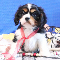 Adopt a dog:Rio/Cavalier King Charles Spaniel/Male/10 weeks,Hi, my name is Rio. I am so excited I love to be around people, and you will enjoy being with me! I’m looking forward to meeting my new forever family. Could that be with you? I sure hope so. I am a gorgeous puppy with a personality to match. I am also up to date on my vaccinations and vet checked from head to tail, so when you see me, I will be as healthy as can be. What are you waiting for? I know I will be the best friend you have dreamed of.