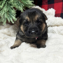 Adopt a dog:Bea/German Shepherd Dog/Female/3 weeks,I'm Bea! It's very nice to meet you. Are you looking for a lifelong companion? Look no further. I am here and just perfect for you. Trust me! I am very loyal, and I can make you smile with just the way I wag my tail. I have a wonderful disposition. Oh! Did I mention that I'm as healthy as can be? Oh, silly me! I'm up to date on my vaccinations and vet checked from head to tail. I bet you are excited now, aren't you? Well, choose me today!