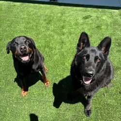 Winter/German Shepherd Dog/Female/6 Years 11 Months,Hey there our names are Jett and Winter and we are a super sweet bonded pair that absolutely adore each other and can't bare to be separated, so we are hoping to find that super special human who has the room in their hear and love to give two dogs!! We would love a family that will include us in all their activities, we love to go on adventures and car rides, we are both currently on a weight lose plan so regular exercise is a must for us to keep us healthy and strong. We will need a nice secure backyard with solid fencing to explore, play and nap in while you are out or at work, with lots of sleeping spots to keep us comfy. Indoor and outdoor access would be ideal for us as we have had this previously and it would be great to be able to find a cool spot in the hotter months. We will need children that are slightly older and confident around larger dogs, we have not previously lived with kids but have had interactions with them, so kids that are a bit calmer and will take it slower with us would be best. We have both met dogs here at the shelter and are showing playful behaviours, however due to the amount of change we have been through we would be best to be the only 2 dogs in the home for now while we adjust. Requirements: -Must meet all family  –  No children under 12 -Must be rehomed with Winter  –  Solid fencing -Indoor/outdoor access If you think we could be the pair for you, please head into the shelter today we can hardly wait to find out very own home. Love and kisses, Jett & Winter
