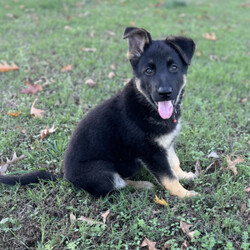 Adopt a dog:Addie/German Shepherd Dog/Female/10 weeks,Addie is ready for her new home. She can not wait to meet you, she loves cuddles and comes pre spoiled. She is a little princess. Addie is up to date on her age appropriate puppy vaccinations and vet checks to ensure that she is happy and healthy before venturing out into the world to make that journey home to her FUR-ever family. Could that special family be you?