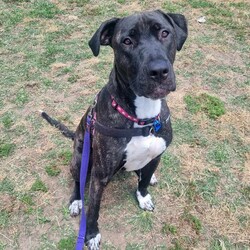 Leia/Mastiff / Staffordshire Bull Terrier/Female/1 Year 11 Months,Hello there, my name is Leia, a 1-year-and-7-month-old Staffordshire Bull Terrier lady! I'm looking for a loving, patient, and kind human who can offer me a forever home. I still have lots to learn about life and once I show my true self am playful girl, who loves toys. I'm still learning about the world, so I need someone patient who can help me learn new things every day. I promise to be a quick learner and reward you with endless loyal companionship. As for other pets, I'd really like to be your only fur-kid. I don't haven't met many other animals, but I do best when I can be the star of the show.  I'm looking for a home with older children, who can understand my needs and shower me with the love I deserve. In return, I promise to be your best friend, your confidante, and your loving companion. Requirements: 