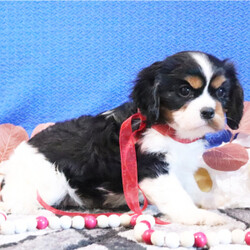 Adopt a dog:Rio/Cavalier King Charles Spaniel/Male/10 weeks,Hi, my name is Rio. I am so excited I love to be around people, and you will enjoy being with me! I’m looking forward to meeting my new forever family. Could that be with you? I sure hope so. I am a gorgeous puppy with a personality to match. I am also up to date on my vaccinations and vet checked from head to tail, so when you see me, I will be as healthy as can be. What are you waiting for? I know I will be the best friend you have dreamed of.