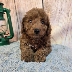 Adopt a dog:Fred/Goldendoodle/Male/8 weeks,Thank you for stopping by to check me out! My name is Fred! You can search the world and not find a sweeter puppy than me. Some may say that I am spoiled, but I think that I am just well loved. I would be more than honored if you choose me to love you fur-ever. I promise that every day we spend together will be special. We can play, cuddle, and laugh at all the silly things we will do. Please call now! I want to start planning all the fun things that best friends do!