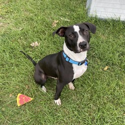 Adopt a dog:Wallace/Bull Terrier/Male/1 Year 10 Months,Hello, lovely humans! I am Wallace, a gentle natured younger boy who just wants to live a relaxed life. I'm very affectionate, I love a good pat session and just hanging out with you, I also enjoy meeting new people to see if they share my love of pats! I'm quite goofy when I'm relaxed, I love playing with toys and chasing a tennis ball, sniffing around and exploring the yard, or just having a nice afternoon snooze. I have some lovely confidence, but I will need reassurance from my new people when I'm entering new environments. I prefer to be mainly outdoors, I'm slowly getting used to being indoors, so if you have a nice secure yard and an open door, I'll wander in and investigate in my own time. I've had quite a sheltered life and I'm slowly learning about things I really should have been exposed to when I was a young pup, I find other dogs fascinating, I'm leaning how to interact with them nicely, I love all dogs of all types, so if you have a canine companion already, that's perfect for me! If you're looking for a quiet companion who just wants to live a lazy stress-free life, I'm your boy! Come hang out with me and I promise you will fall in love with my calm energy. XX Wallace