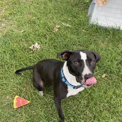 Adopt a dog:Wallace/Bull Terrier/Male/1 Year 10 Months,Hello, lovely humans! I am Wallace, a gentle natured younger boy who just wants to live a relaxed life. I'm very affectionate, I love a good pat session and just hanging out with you, I also enjoy meeting new people to see if they share my love of pats! I'm quite goofy when I'm relaxed, I love playing with toys and chasing a tennis ball, sniffing around and exploring the yard, or just having a nice afternoon snooze. I have some lovely confidence, but I will need reassurance from my new people when I'm entering new environments. I prefer to be mainly outdoors, I'm slowly getting used to being indoors, so if you have a nice secure yard and an open door, I'll wander in and investigate in my own time. I've had quite a sheltered life and I'm slowly learning about things I really should have been exposed to when I was a young pup, I find other dogs fascinating, I'm leaning how to interact with them nicely, I love all dogs of all types, so if you have a canine companion already, that's perfect for me! If you're looking for a quiet companion who just wants to live a lazy stress-free life, I'm your boy! Come hang out with me and I promise you will fall in love with my calm energy. XX Wallace