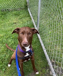 Red/Australian Kelpie/Male/1 Year 2 Months,**Hi there, I’m Red!**  I’m a 1-year-old Kelpie with a big heart and a lot of love to give. Life has been a little overwhelming lately, and I’m feeling scared here at the shelter. But I just know that with the right person, I can grow into the confident, happy boy I’m meant to be.  I’ll be honest—I’m a little shy when I meet new people or face new things. I just need some time to feel safe and learn to trust. Once I do, I’ll be your most loyal friend and cuddle buddy.  I’m looking for a calm and quiet home where I can relax and feel safe. Loud noises and busy environments make me nervous, so a peaceful household would be perfect for me. I'd do best with no small animals in the home, however, I do have some dog friends here at the shelter, and could do well with a doggy sibling. I would do well with a dog of a similar breed and age who would help give me some confidence in my new home. Sudden movements and unpredictable energy can startle me, so I’m hoping for a home without children under 12 years old. Since I’m a Kelpie, I’m smart and full of potential, but I’ll need someone who understands my breed and knows how to help me thrive.  I respond best to gentle, force-free training methods that use positive reinforcement. Treats, praise, and patience go a long way in helping me learn and feel secure. With consistent, kind guidance, I’ll build confidence and show you just how clever I can be.  I’d love a place where I can spend time both indoors with my family and outdoors stretching my legs. With patience, love, and understanding, I’ll be the best companion you could ever ask for. Are you the calm, kind person I’ve been waiting for? If so, I’d love to meet you and start our journey together!  If you are interested in meeting Red please call 0477 064 192 or fill out the application form   and someone will get in contact to book an appointment! Requirements: – Quiet/Calm household -Must meet all dogs – No small animals in the home – No children under 12 years – Experienced owner – Indoor/Outdoor access