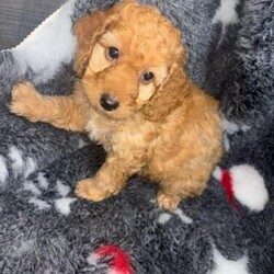 Cockapoo puppies ready 14 dec/Cockapoo/Mixed Litter/10 days,My beautiful girl as had her litter which all doing fine when there are ready for there forever loving homes they will be micro chipped vaccinated health checked with certificates and fleet and wormed all up-to-date and also being toilet trained. Both their parents are pedigree and health checked and the puppies live with both their parents.