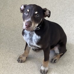 Pumba/Australian Kelpie/Male/3 Months,Hi there! I’m Pumba, a three-month-old Australian Kelpie pup bursting with energy and ready to find my forever home. As a young and lively guy, I’m looking for a special family who understands my breed and can keep up with my playful spirit! I’m intelligent, loyal, and full of love to give. Being a Kelpie, I’ve got a lot of energy to burn, so I’m searching for an experienced owner who knows how to handle an active pup like me. My ideal home would be with an adult-only household where I can thrive in a calm, mature environment. I’ll do best as the only dog in the house, soaking up all your love and attention, and having indoor and outdoor access to stretch my legs and explore. I’m looking for a family who’s ready to commit to ongoing training, as I’m eager to learn and grow with you. While I haven’t had any issues with other animals, I’d prefer to be your one-and-only pup so I can be your top priority. Meeting all of my potential new family members is a must—I want to make sure we’re the perfect match! If you’re familiar with my breed and ready to share an active, adventure-filled life, I could be the loyal companion you’ve been searching for. Let’s start our journey together—could you be the one to give me my forever home? Requirements: **If you are interested is giving this wonderful pet a home please visit our website and complete an expression of interest 