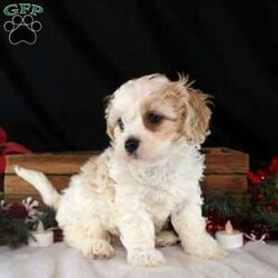 Vance/Cavachon									Puppy/Male																/6 Weeks,Say hello to Vance, a sweet and cuddly Cavachon puppy! This endearing pup is vet checked, up to date on shots and wormer, plus comes with a health guarantee provided by the breeder. Vance is well socialized and would make the best addition to anyone’s family. To find out more about this kissable pup, please contact Levi & Countryside Puppies today!