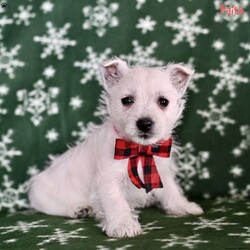 Faith/West Highland Terrier									Puppy/Female														/9 Weeks