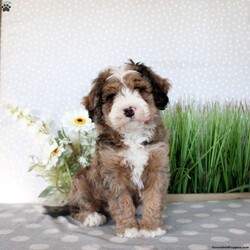 Teddy/Mini Bernedoodle									Puppy/Male																/October 3rd, 2024,Check out Teddy, a well-socialized Mini Bernedoodle puppy who is family-raised and people-oriented! This bubbly boy is vet-checked and up to date on shots & wormer, plus the breeder provides a 30-day health guarantee. Teddy has a happy-go-lucky personality and would make the best sidekick. If you want to learn more about this snuggly boy and how to make him yours, please call the breeder today!