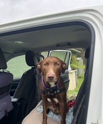 Red/Australian Kelpie/Male/1 Year 2 Months,**Hi there, I’m Red!**  I’m a 1-year-old Kelpie with a big heart and a lot of love to give. Life has been a little overwhelming lately, and I’m feeling scared here at the shelter. But I just know that with the right person, I can grow into the confident, happy boy I’m meant to be.  I’ll be honest—I’m a little shy when I meet new people or face new things. I just need some time to feel safe and learn to trust. Once I do, I’ll be your most loyal friend and cuddle buddy.  I’m looking for a calm and quiet home where I can relax and feel safe. Loud noises and busy environments make me nervous, so a peaceful household would be perfect for me. I'd do best with no small animals in the home, however, I do have some dog friends here at the shelter, and could do well with a doggy sibling. I would do well with a dog of a similar breed and age who would help give me some confidence in my new home. Sudden movements and unpredictable energy can startle me, so I’m hoping for a home without children under 12 years old. Since I’m a Kelpie, I’m smart and full of potential, but I’ll need someone who understands my breed and knows how to help me thrive.  I respond best to gentle, force-free training methods that use positive reinforcement. Treats, praise, and patience go a long way in helping me learn and feel secure. With consistent, kind guidance, I’ll build confidence and show you just how clever I can be.  I’d love a place where I can spend time both indoors with my family and outdoors stretching my legs. With patience, love, and understanding, I’ll be the best companion you could ever ask for. Are you the calm, kind person I’ve been waiting for? If so, I’d love to meet you and start our journey together!  If you are interested in meeting Red please call 0477 064 192 or fill out the application form   and someone will get in contact to book an appointment! Requirements: – Quiet/Calm household -Must meet all dogs – No small animals in the home – No children under 12 years – Experienced owner – Indoor/Outdoor access