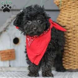 Alex/Toy Poodle									Puppy/Male																/11 Weeks,Meet the curliest, cutest bundle of love! This Miniature Poodle baby is eager to meet everyone, wiggling with joy over the thought of making a new friend. Our children love spending plenty of time with them, especially since these puppies are raised in our house where they can be near us all the time. Super friendly and fun, there will be no lack of excitement and laughter with one of them in your life! We are getting them vet checked, and up to date on shots and dewormer. Their father is a Toy Poodle, so these puppies are on the smaller side of Miniature. Call us soon to claim this cutie as yours!