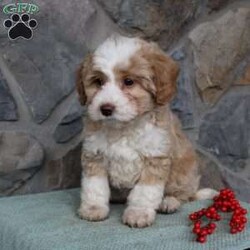 Regina/Mini Aussiedoodle									Puppy/Female														/9 Weeks,Do you need a fluffy, smart, and hypoallergenic Mini Aussiedoodle? This adorable little cutie comes up to date on shots and dewormer and will be vet checked before going home. The mother Miley is a Mini Aussiedoodle and the sire Range is a Miniature Poodle. If you are looking to add a new puppy to your home this holiday season contact us today! 