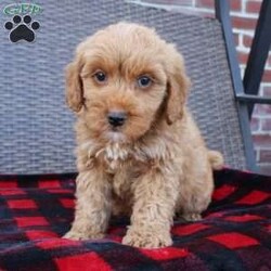 Coy/Mini Goldendoodle									Puppy/Male																/8 Weeks,Here comes the puppy of your dreams! Soft, fluffy, and kissable! This little cutie comes up to date on shots and dewormer and vet checked. The breeder made sure that the puppies are all well socialized with children and family raised. If you are interested in learning more about our puppies contact us today!