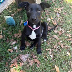Toes/Siberian Husky / Australian Kelpie/Female/2 Months,Hello there, I'm Toes, I'm a bundle of joy with a heart full of puppy love to give. I'm just starting to explore the world and I'm eager to learn everything about life! I need a family who can teach me new things every day. I'm an easy-going pup with a moderate lifestyle. I love playtime and naptime equally. While I'm very sociable with other dogs, I'm still learning how to make friends. So, if you have other dogs at home, that would be pawsome! I promise to be a good sister. I have no known history of issues with children or other animals, so I should fit in just about anywhere. My only requirement is that my new family works average hours, so I am not left alone for too long while I settle in to my forever home. After all, a social butterfly like me loves company! I may just be a puppy, but I promise to grow up into a loyal and loving dog. If you can offer me a loving home, I promise to fill it with joy, laughter, and lots of cuddles. I can't wait to meet you and start our adventures together. My adoption fee is $620 & I am desexed and microchipped, with my vaccinations, flea, tick & worming treatments all on board. If you think I'm the one for you, give the shelter a call! You will need to bring all the members of your household, including any other dogs when you come to meet me!