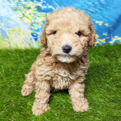 Adopt a dog:Cashier/Goldendoodle/Female/11 weeks,Do you need lots of cuddles and puppy kisses in your life? If you do, I'm the perfect fit for you! Some things I enjoy are playing with my siblings and hanging out with my humans. We can play, cuddle, and talk. I'm already planning all the fun dates. I am also up to date on my vaccinations and vet checked from head to tail, so when you see me, I will be as healthy as can be. Just let me know! I hope to hear from you soon!