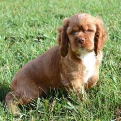 Adopt a dog:Garrison/Cocker Spaniel/Male/10 weeks,Your search has ended. Meet Garrison! He is the true definition of man’s best friend. He loves to play and is ready at any moment to play with you or his toys. Garrison has a very loving disposition and is looking for the perfect family to share that with. Could it be your family? He sure hopes so! He will come with a head-to-tail vet exam, puppy vaccinations, an AKC registration application, a microchip, and lots of puppy kisses to hand out! He has plenty to give out, trust us! He really hopes you are my new family because he is ready to meet you!