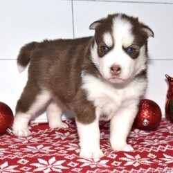 Adopt a dog:Chico/Siberian Husky/Male/5 weeks,Hi, I'm Chico, and I love to play! Everyone always tells me how beautiful I am! I always get happy and excited when you are ready to play because that's what I live for! My parents are both built very beautifully, so I'm hoping to look just like them when I grow up! I love attention and meeting new people, but being your companion is my number one goal! I promise to always love you and be the light of your life! I will come to you with my vaccinations up to date, so I will be healthy and happy. Pick me! I'm super excited to meet you!