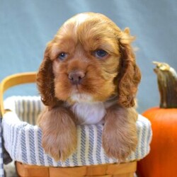 Adopt a dog:Garrison/Cocker Spaniel/Male/10 weeks,Your search has ended. Meet Garrison! He is the true definition of man’s best friend. He loves to play and is ready at any moment to play with you or his toys. Garrison has a very loving disposition and is looking for the perfect family to share that with. Could it be your family? He sure hopes so! He will come with a head-to-tail vet exam, puppy vaccinations, an AKC registration application, a microchip, and lots of puppy kisses to hand out! He has plenty to give out, trust us! He really hopes you are my new family because he is ready to meet you!