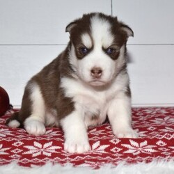 Adopt a dog:Chico/Siberian Husky/Male/5 weeks,Hi, I'm Chico, and I love to play! Everyone always tells me how beautiful I am! I always get happy and excited when you are ready to play because that's what I live for! My parents are both built very beautifully, so I'm hoping to look just like them when I grow up! I love attention and meeting new people, but being your companion is my number one goal! I promise to always love you and be the light of your life! I will come to you with my vaccinations up to date, so I will be healthy and happy. Pick me! I'm super excited to meet you!