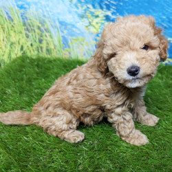 Adopt a dog:Cashier/Goldendoodle/Female/11 weeks,Do you need lots of cuddles and puppy kisses in your life? If you do, I'm the perfect fit for you! Some things I enjoy are playing with my siblings and hanging out with my humans. We can play, cuddle, and talk. I'm already planning all the fun dates. I am also up to date on my vaccinations and vet checked from head to tail, so when you see me, I will be as healthy as can be. Just let me know! I hope to hear from you soon!