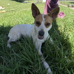 Sypha/Australian Stumpy Tail Cattle Dog/Female/1 Year 2 Months,Hi there! My name is Sypha, and I’m a spirited cattle x puppy looking for my forever home. I’m about a year old and although I'm on a little on the shy side, I’m full of energy and curiosity about the world. I love to explore and play, and I’m eager to learn all about being a great companion. I’m hoping to find a family that understands my breed and can help me thrive! One important thing about me is that I need to meet any potential furry siblings before making a final decision. Ideally, I would do best with a calmer dog in the home. I’m a little sensitive to boisterous dogs so having a gentle companion would help me feel more at ease. If you have other dogs, let’s make sure we’re a good match! I also would do best in a home with children over the age of 12. I enjoy being around people, but my playful nature can be a bit much for little ones, and I can get overwhelmed easily. I want to be sure that everyone feels comfortable and happy, so older kids would be perfect for me! As a cattle dog mix, I have a lot of energy, and I need both indoor and outdoor access to keep me active and engaged. I thrive in environments where I can run around and explore. A yard to play in would be a dream, but I also love going for walks and sniffing out new adventures. It would be great if you have some knowledge about cattle breeds, as I can exhibit breed-typical behaviors. Together, we can set me up for success! *Must meet all dogs *Breed knowledge *Indoor/outdoor access *No children under 12 years *Ongoing training