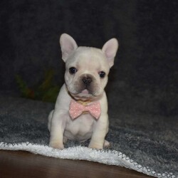 Holly/French Bulldog									Puppy/Female														/6 Weeks