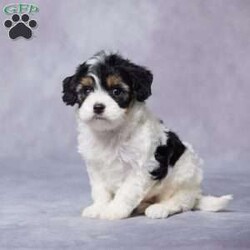 Fred/Cavapoo									Puppy/Male																/6 Weeks,Say hello to Fred, an adorable F1 Cavapoo with a heart full of love and a playful spirit! This sweet boy is ready to find his perfect forever home. Raised in a loving environment, Fred is well-socialized and will quickly become your new best friend. He’s been vet-checked, is up to date on vaccines and dewormer, and is microchipped to keep him safe and sound.