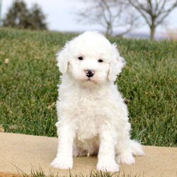 Tate/Mini Bernedoodle									Puppy/Male																/6 Weeks