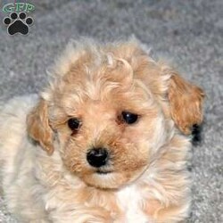 Sandy/Maltipoo									Puppy/Female														/September 30th, 2024,Say hello to Sandy, a playful Maltipoo puppy eager to join in on all the fun at your place! This wiggly little girl is family-raised with children and well-socialized, making her an excellent fit for anyone interested in adopting. Sandy will come home vet checked and up to date on shots & wormer, plus the breeder provides a 30-day health guarantee. To learn more about this feisty pup and schedule a visit, please call the breeders today!