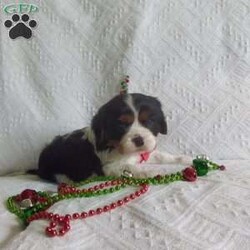 BIITZEN/Cavalier King Charles Spaniel									Puppy/Male																/6 Weeks,LOOK At ME! ARE YOU LOOKING For the PERFECT Christmas gift? A healthy happy friendly fluffy puppy.Retired farmers who spend lots of time with our fluffy friends.come meet me or I can be transported to your front door for a small additional fee. Text or call for more info.