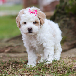 Adopt a dog:Willow/Bichonpoo/Female/7 weeks,Are you looking for the best puppy ever? Well, you found me! My name is Willow and I am the best! How do I know? Well, just look at me. Aren't I adorable? Also, I come up to date on my vaccinations and vet checked from head to tail, so not only am I cute, but healthy too! I promise to be on my best behavior when I'm with my new family. I'm just a bundle of joy to have around. So, hurry and pick me to show off what an excellent puppy you have!