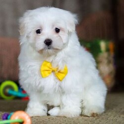 Adopt a dog:Nolan/Maltese/Male/8 weeks,Hi! I am the keeper of all squeaky toys. If it’s on the floor, I own it. If it has peanut butter on it, then yes, I probably licked it. I am a confident little pup, and I plan to win the hearts of all I meet. I like belly rubs, lots of hugs and pats on the head, so I know when I’m being good. I’ll be up to date on my vaccinations and vet checks, so I plan on being a loyal and healthy companion to my new family. I'll be here with my squeaky toys and peanut butter, waiting for your call! Don't miss out on me!