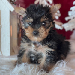 Adopt a dog:Dana/Yorkshire Terrier/Female/7 weeks,Hello! My name is Dana! Am I not the cutest puppy you have ever seen? That is what everyone keeps telling me. Not only am I cute, but I also have a great personality too. Before arriving home, I will be up to date on my vaccinations and be pre-spoiled. I will make the perfect best friend and companion! So, what are you waiting for? Choose me today!