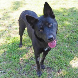 Freya/Siberian Husky / Australian Kelpie/Female/2 Years,Hello there, I'm Freya, a young spritely Siberian Husky cross ! I'm a sweet gal, full of energy, and I'm looking for a loving forever home. I need someone around most of the time because I love company and I'm still learning about life. Can you be my teacher? I promise I'm a quick study! I can be selective about my canine companions so you will need to bring any existing dogs along to meet me. I have previously lived in a home with older children who I LOVED to play with, so if you have older kids in the home that's perfect for me! I require a home with secure outdoor access like an enclosed backyard. I'm a Husky, and we love to play and explore, so a nice yard will be my personal paradise! I can assure you, once you meet me, you'll fall in love with my charm and playful spirit. I'm ready to be your loyal companion and bring joy to your life. Are you ready to embark on this exciting journey with me? I may look like a wolf, but I promise you I'm a sweet natured soul just looking for some fun in life! XX Freya 