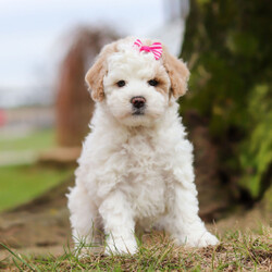 Adopt a dog:Willow/Bichonpoo/Female/7 weeks,Are you looking for the best puppy ever? Well, you found me! My name is Willow and I am the best! How do I know? Well, just look at me. Aren't I adorable? Also, I come up to date on my vaccinations and vet checked from head to tail, so not only am I cute, but healthy too! I promise to be on my best behavior when I'm with my new family. I'm just a bundle of joy to have around. So, hurry and pick me to show off what an excellent puppy you have!