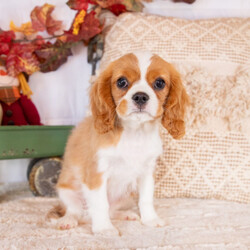 Adopt a dog:Waneta/Cavalier King Charles Spaniel/Female/13 weeks,Hello! My name is Waneta! Am I not the cutest puppy you have ever seen? That is what everyone keeps telling me. Not only am I cute, but I also have a great personality too. Before arriving home, I will be up to date on my vaccinations and be pre-spoiled. I will make the perfect best friend and companion! So, what are you waiting for? Choose me today!