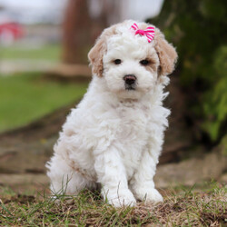 Adopt a dog:Willow/Bichonpoo/Female/7 weeks,Are you looking for the best puppy ever? Well, you found me! My name is Willow and I am the best! How do I know? Well, just look at me. Aren't I adorable? Also, I come up to date on my vaccinations and vet checked from head to tail, so not only am I cute, but healthy too! I promise to be on my best behavior when I'm with my new family. I'm just a bundle of joy to have around. So, hurry and pick me to show off what an excellent puppy you have!