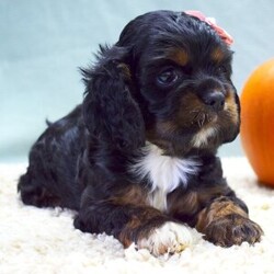 Adopt a dog:Gemma/Cocker Spaniel/Female/11 weeks,Hello! My name is Gemma! I'm really excited to meet my new fur-ever family. The nice people here have been telling me about how much fun I'll have when I get to my new home. I am an AKC Cocker Spaniel. I am ready to play all kinds of games, explore your home, and maybe just nap on the couch with you. I am ready to share my puppy kisses with you. I will come with a head-to-tail vet exam, up to date puppy vaccinations, my own microchip, and lots of puppy kisses to hand out. I have plenty to give out, trust me. I really hope you are my new family because I'm ready to meet you. Call about me today!