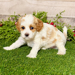 Adopt a dog:Bella/Cavapoo/Female/5 weeks,Hi, I'm Bella! It's very nice to meet you. I am a very outgoing puppy looking for a family where I would fit in! If you think you could be that family, hurry up and pick me up. I will be up to date on my vaccinations before coming home to you, so we can play as soon as I get there. I'm very excited about meeting my new family, so please don't make me wait too long!