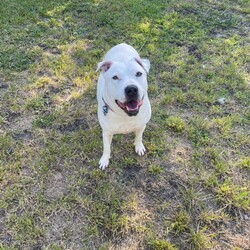 Snow/Staffordshire Bull Terrier/Female/5 Years 4 Months,Hi there, I'm Snow – Don't let my name fool you because I am sure to warm your heart!  