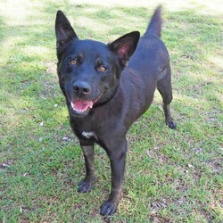 Freya/Siberian Husky / Australian Kelpie/Female/2 Years,Hello there, I'm Freya, a young spritely Siberian Husky cross ! I'm a sweet gal, full of energy, and I'm looking for a loving forever home. I need someone around most of the time because I love company and I'm still learning about life. Can you be my teacher? I promise I'm a quick study! I can be selective about my canine companions so you will need to bring any existing dogs along to meet me. I have previously lived in a home with older children who I LOVED to play with, so if you have older kids in the home that's perfect for me! I require a home with secure outdoor access like an enclosed backyard. I'm a Husky, and we love to play and explore, so a nice yard will be my personal paradise! I can assure you, once you meet me, you'll fall in love with my charm and playful spirit. I'm ready to be your loyal companion and bring joy to your life. Are you ready to embark on this exciting journey with me? I may look like a wolf, but I promise you I'm a sweet natured soul just looking for some fun in life! XX Freya 